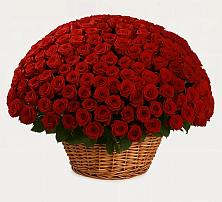 Премиум букет из: Розы в Волховце 